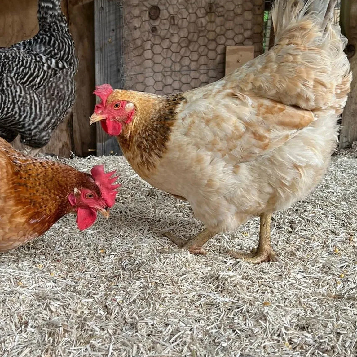 Hemp vs. Pine vs. Straw: Which Bedding Is Best for Your Chickens?