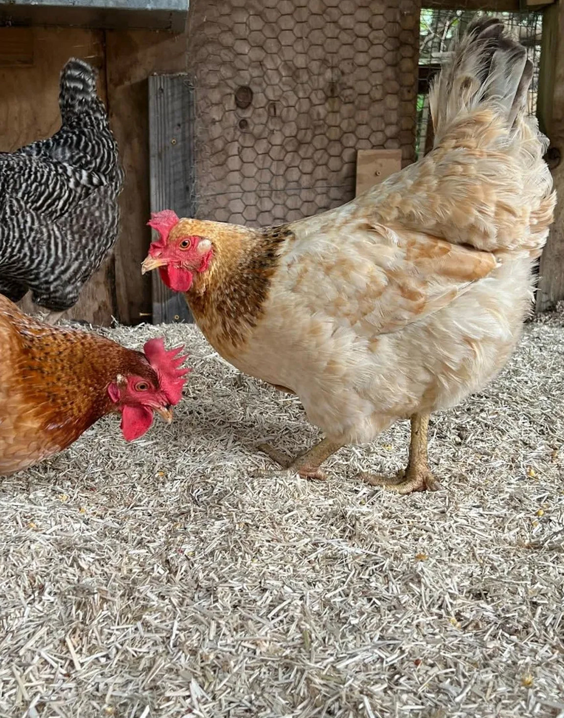 Hemp vs. Pine vs. Straw: Which Bedding Is Best for Your Chickens?